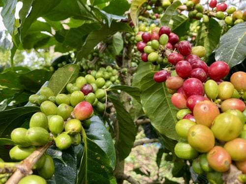 Cà phê Arabica là gì? Vì sao Arabica được xem là nữ hoàng của cà phê