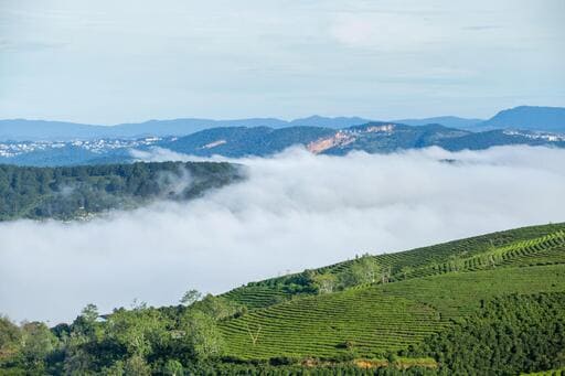 Arabica Cầu Đất – niềm tự hào của cà phê Việt