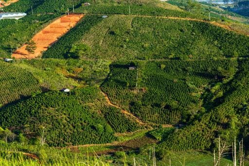 Quy trình sản xuất cà phê Arabica – từ nông trại đến tách cà phê