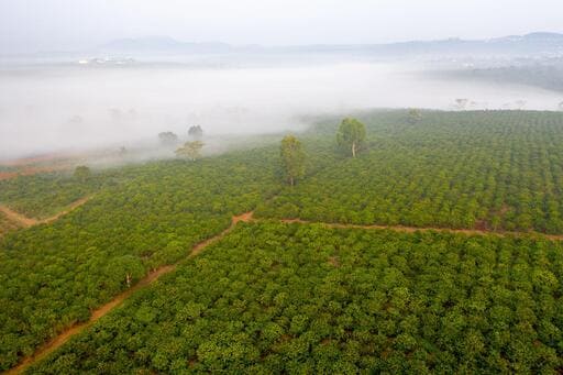 Những vùng trồng Robusta nổi tiếng tại Việt Nam