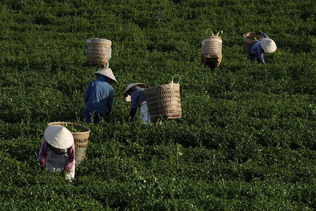 Trà Shan Tuyết Hà Giang – đặc sản nổi tiếng của vùng núi phía Bắc