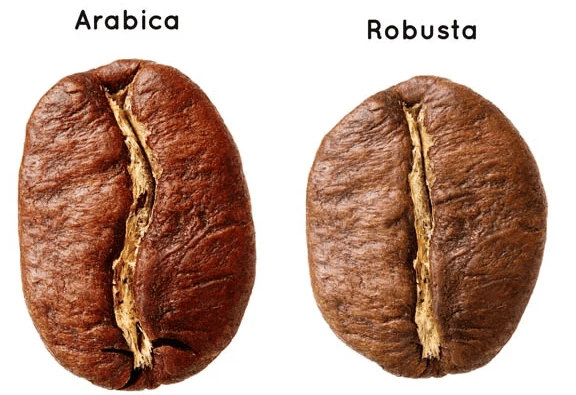 Cà phê Việt Nam là Arabica hay Robusta? Phân biệt và cách chọn mua đúng gu