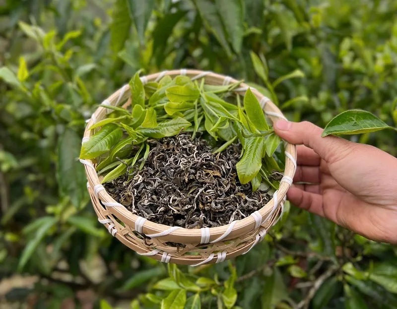 Những lý do giúp trà Shan tuyết chinh phục được sự yêu mến của giới sành trà quốc tế