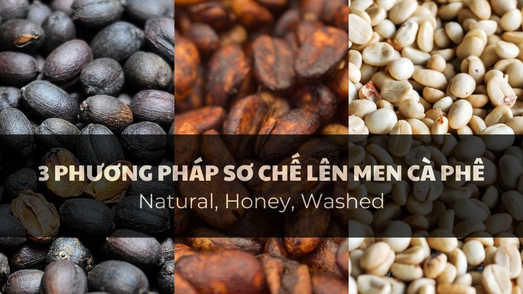 Hiểu về 3 phương pháp sơ chế cà phê phổ biến hiện nay